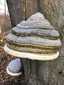 Bükkfa-tapló (Fomes fomentarius), Vértes. Többéves példányain jól láthatóak az éves növekedési zónák